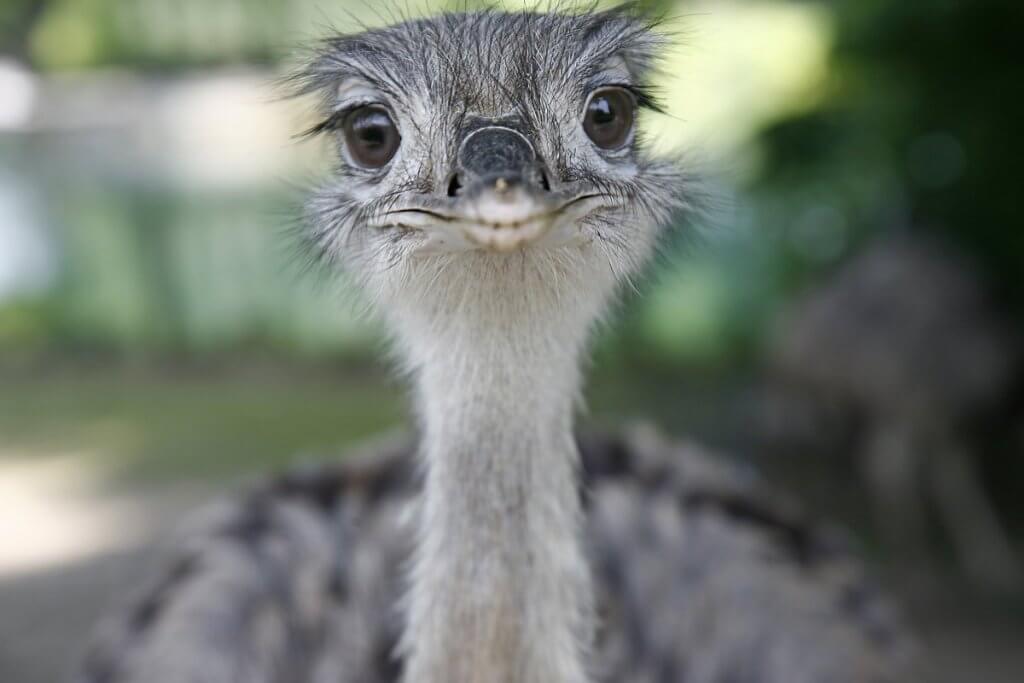 ein Emu blickt direkt in die Kamera als Nahaufnahme