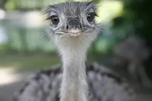 ein Emu blickt direkt in die Kamera als Nahaufnahme