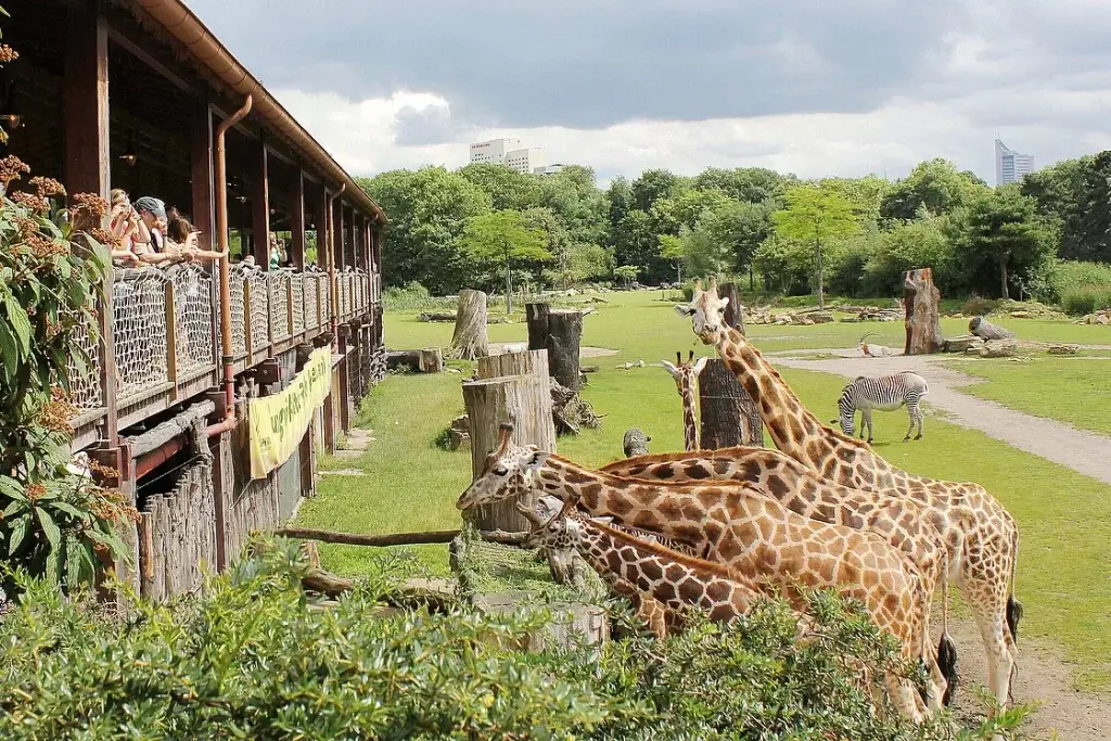 Blick auf das Steppengehege im Leipziger Zoo mit Giraffen und Zebras