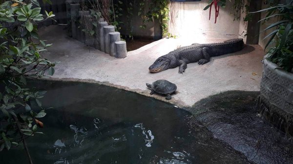 Ein Alligator und eine Schildkröte in einem Gehege des Ulmer Tiergarten